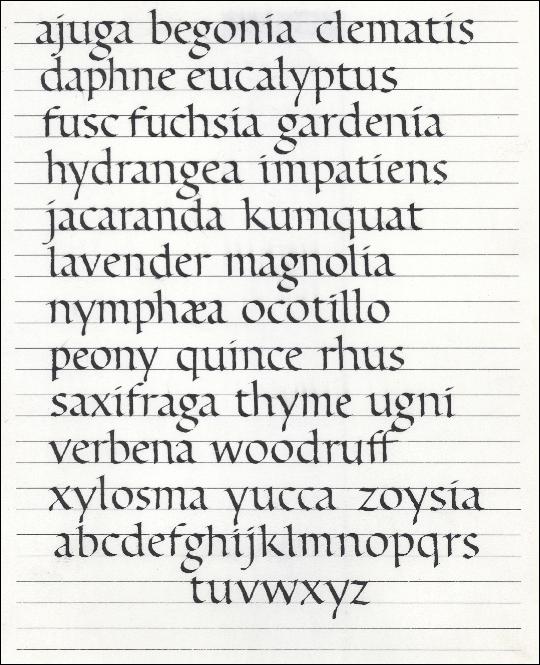dvntiorigcalliglc